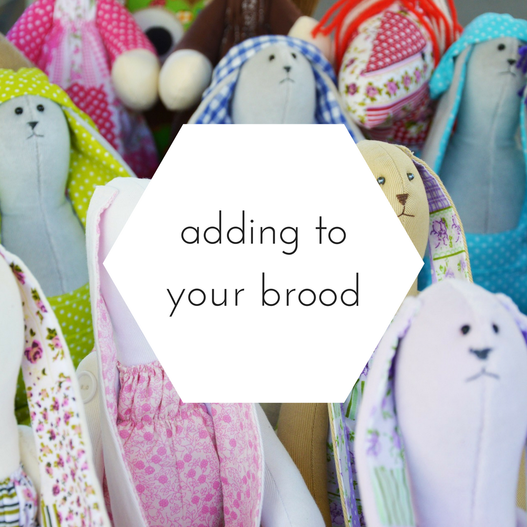 Adding to your brood